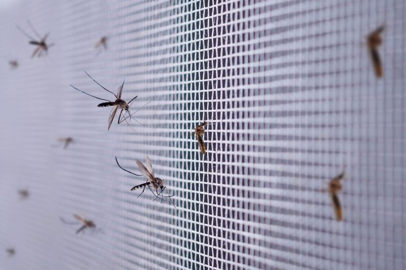 Fly Screen | GoldCo Security Screens